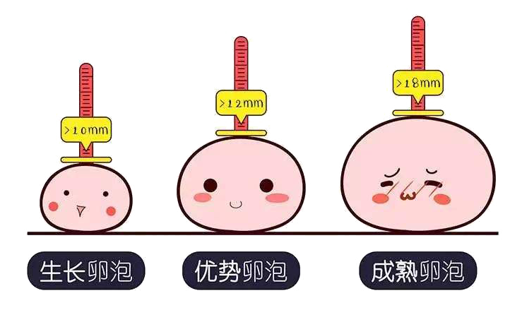 超声如何监测卵泡发育和排卵？(图1)